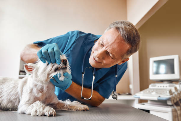 Best 24-Hour Dental Clinic Near Me  in Wright, WY